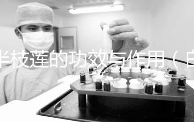 半枝蓮的功效與作用（白花蛇舌與半枝蓮奇效）