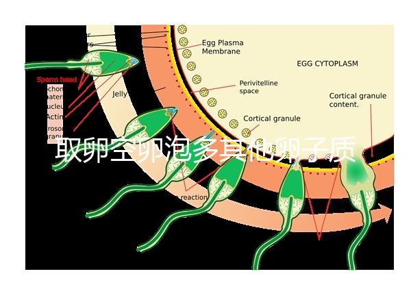 取卵空卵泡多其他卵子質(zhì)量好不好說，多方面衡量準(zhǔn)確