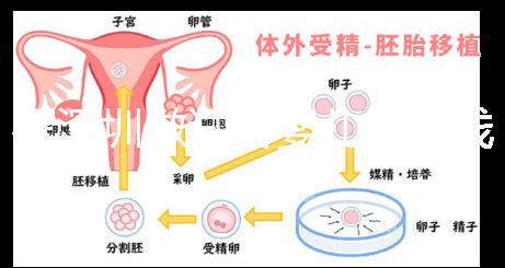 在深圳做試管嬰兒多少錢一次？各大醫(yī)院成功率及費用看這里