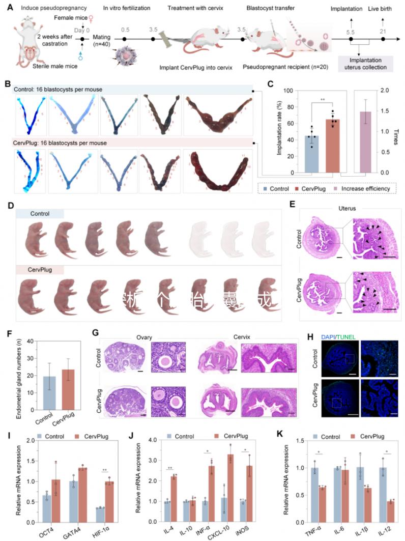 探析5個胚胎養囊的成功率，沒有成功這4點是主要影響因素