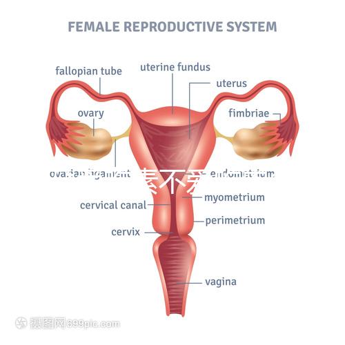 懷孕愛(ài)吃素不愛(ài)吃肉多半是女兒？幾率究竟多大進(jìn)來(lái)一看便知