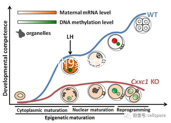 最新鄭州9家試管嬰兒醫(yī)院排名、哪家成功率最高