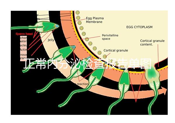 正常內(nèi)分泌檢查報告單圖片大全,一分鐘弄懂檢測結(jié)果怎么看