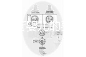 泰國試管嬰兒的費用（泰國試管嬰兒的費用是多少？）