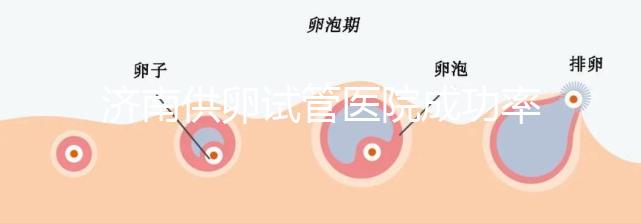 濟南供卵試管醫(yī)院成功率排名公布，私立機構也不能包生男孩
