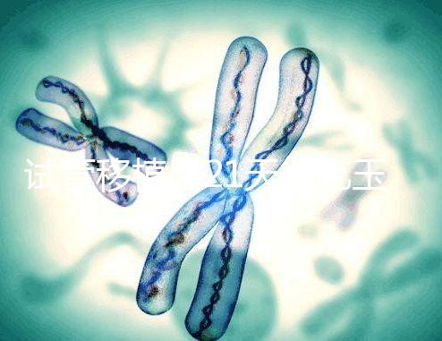 試管移植后21天能吃玉米嗎？孕婦多吃能減少便秘？