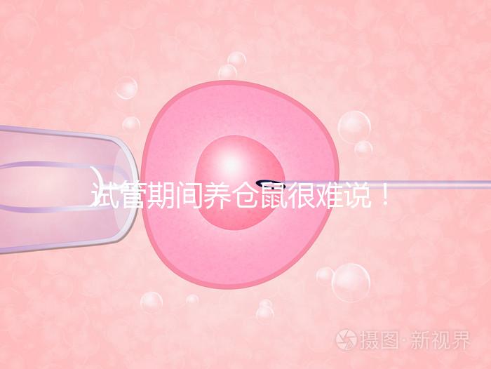 試管期間養(yǎng)倉鼠很難說！先了解對胎兒的影響再決定！