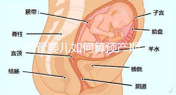 試管嬰兒如何算預產期（試管嬰兒如何算預產期計算器）